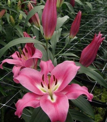 Varieties of lilies: Asian, terry, undersized, tall, white