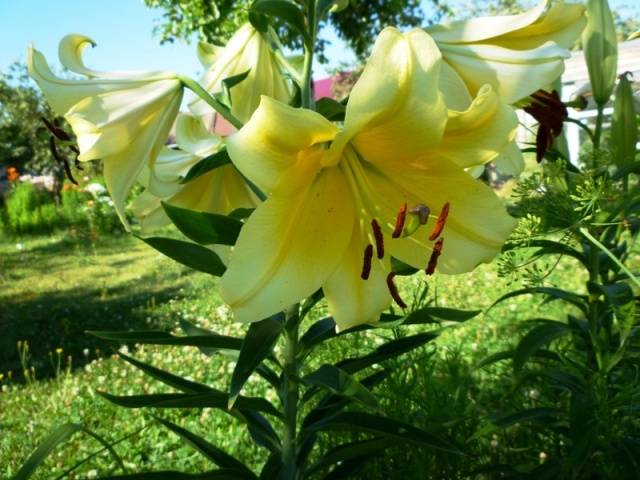 Varieties of lilies: Asian, terry, undersized, tall, white