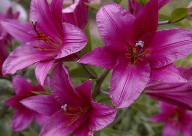 Varieties of lilies: Asian, terry, undersized, tall, white