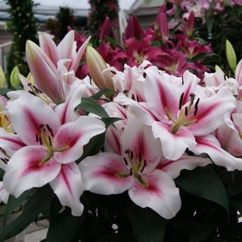 Varieties of lilies: Asian, terry, undersized, tall, white