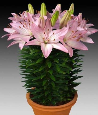 Varieties of lilies: Asian, terry, undersized, tall, white