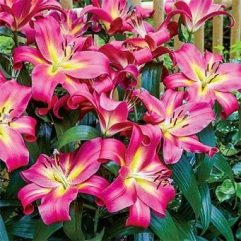 Varieties of lilies: Asian, terry, undersized, tall, white