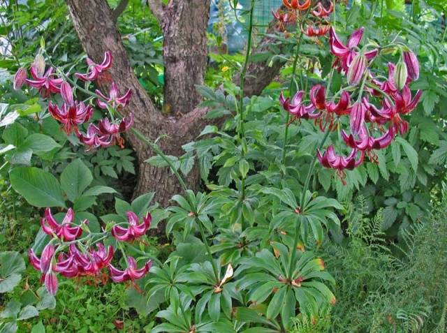 Varieties of lilies: Asian, terry, undersized, tall, white