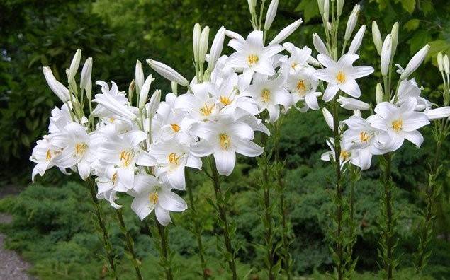 Varieties of lilies: Asian, terry, undersized, tall, white