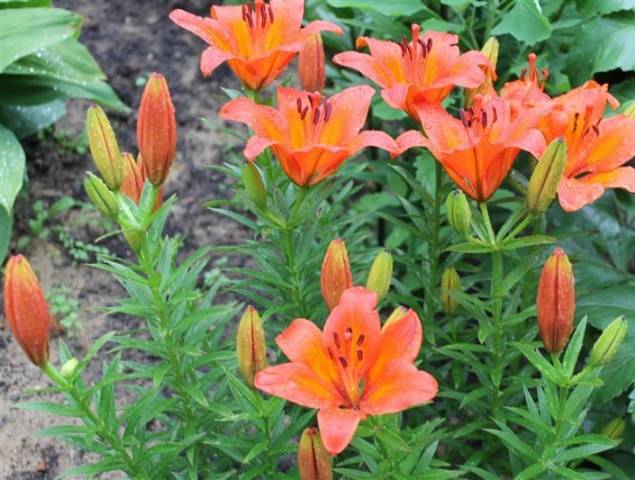 Varieties of lilies: Asian, terry, undersized, tall, white