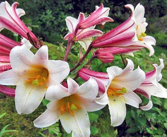 Varieties of lilies: Asian, terry, undersized, tall, white