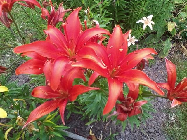 Varieties of lilies: Asian, terry, undersized, tall, white