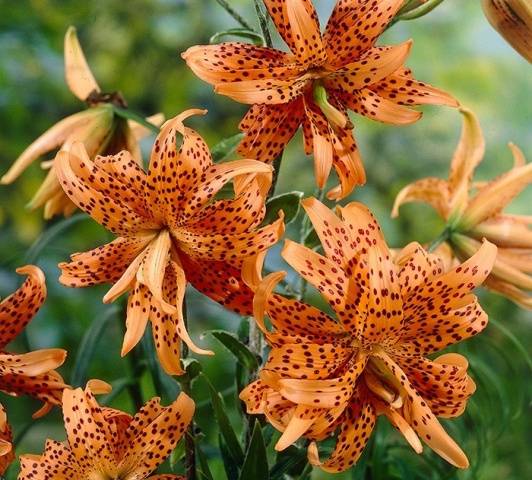 Varieties of lilies: Asian, terry, undersized, tall, white