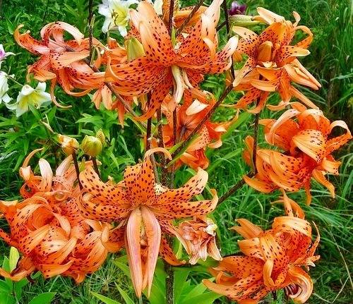 Varieties of lilies: Asian, terry, undersized, tall, white