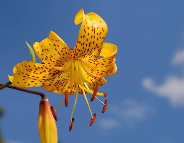 Varieties of lilies: Asian, terry, undersized, tall, white