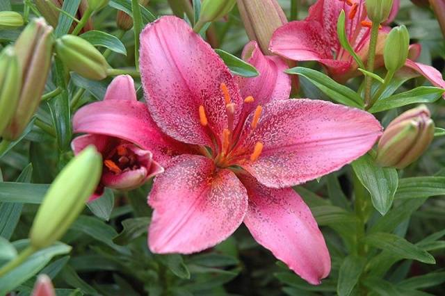 Varieties of lilies: Asian, terry, undersized, tall, white