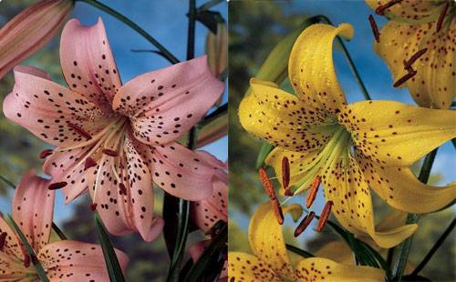 Varieties of lilies: Asian, terry, undersized, tall, white