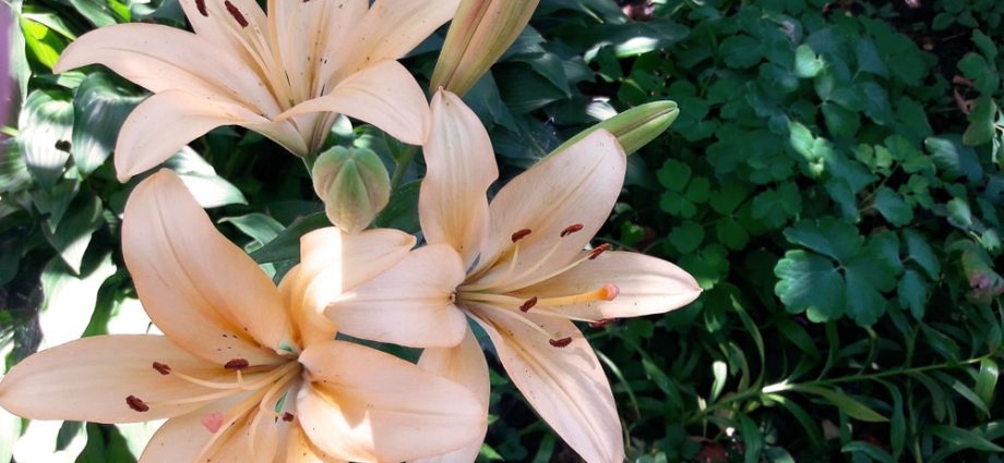 Varieties of lilies: Asian, terry, undersized, tall, white