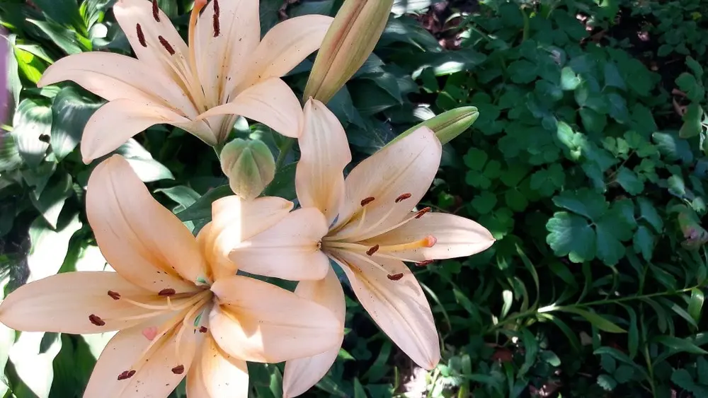 Varieties of lilies: Asian, terry, undersized, tall, white