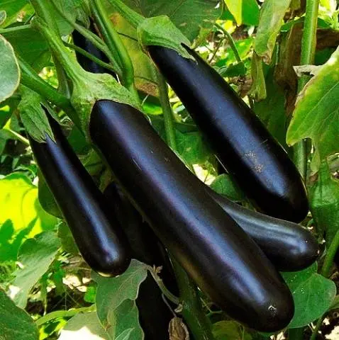 Varieties of long and thin eggplants