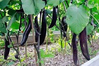 Varieties of long and thin eggplants