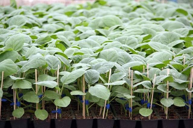 Varieties of long and thin eggplants