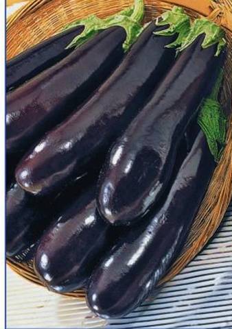 Varieties of long and thin eggplants