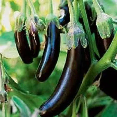 Varieties of long and thin eggplants