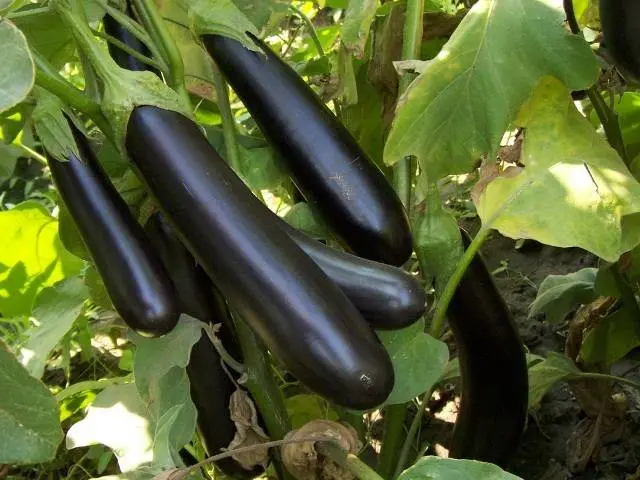 Varieties of long and thin eggplants