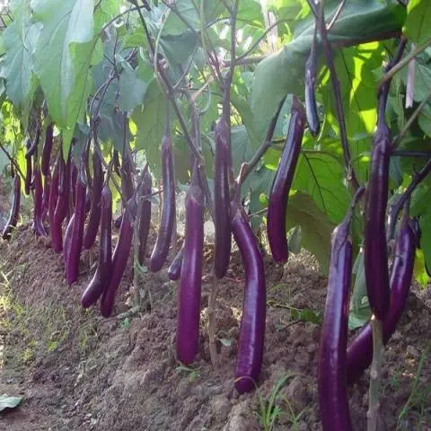 Varieties of long and thin eggplants