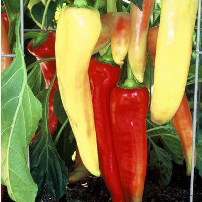 Varieties of long and thin pepper