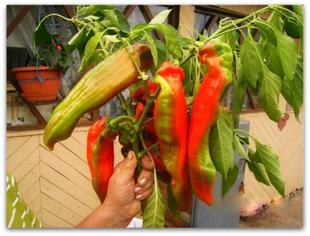 Varieties of long and thin pepper