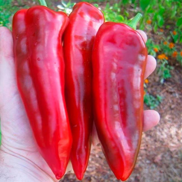 Varieties of long and thin pepper