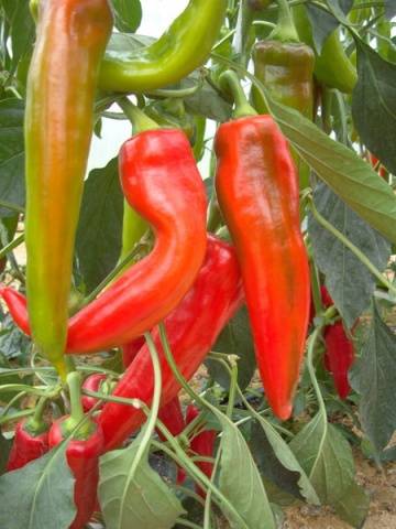 Varieties of long and thin pepper