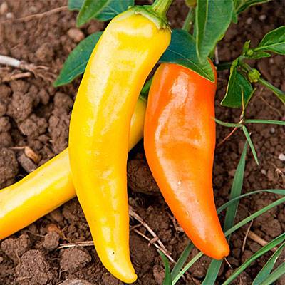 Varieties of long and thin pepper