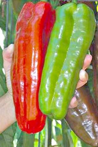 Varieties of long and thin pepper