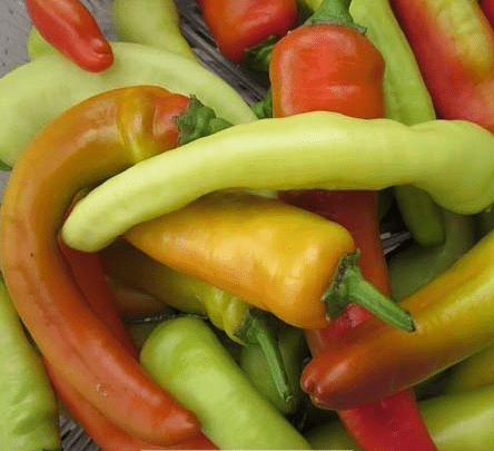 Varieties of long and thin pepper