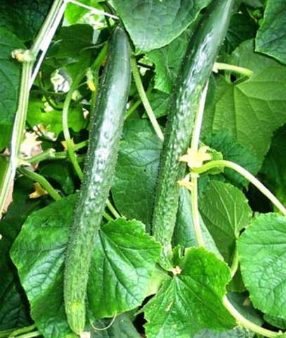 Varieties of long-fruited cucumbers