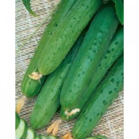 Varieties of long-fruited cucumbers