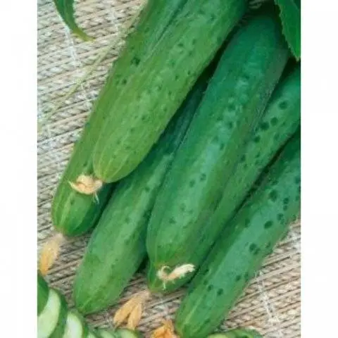 Varieties of long-fruited cucumbers