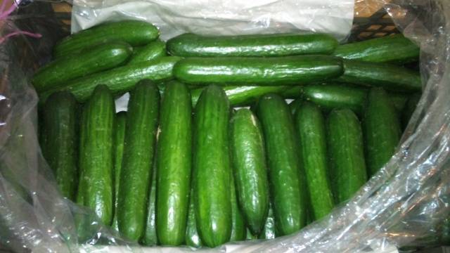 Varieties of long-fruited cucumbers