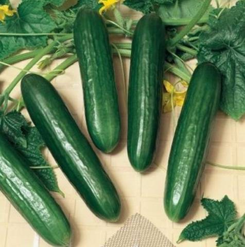 Varieties of long-fruited cucumbers