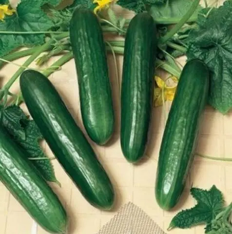 Varieties of long-fruited cucumbers