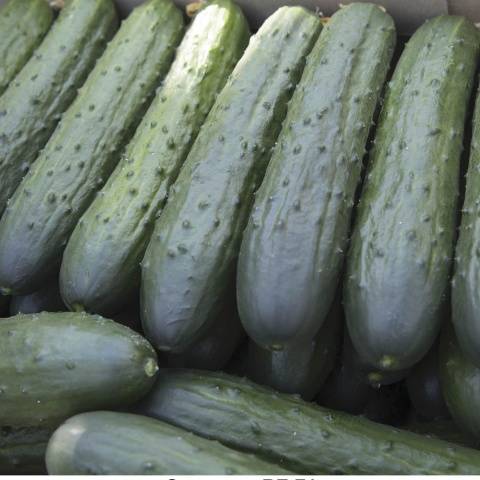 Varieties of long-fruited cucumbers