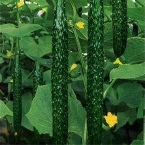 Varieties of long-fruited cucumbers