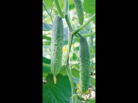 Varieties of long-fruited cucumbers