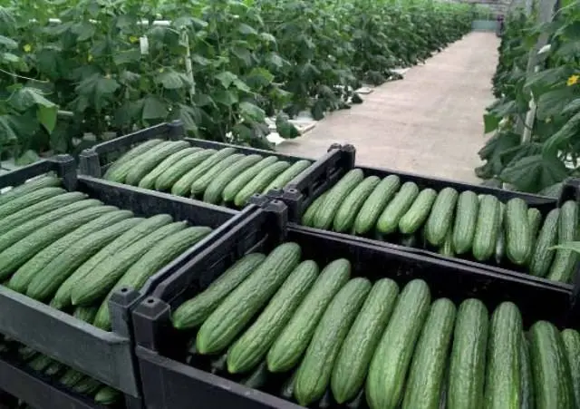 Varieties of long-fruited cucumbers