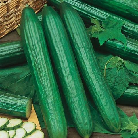 Varieties of long-fruited cucumbers