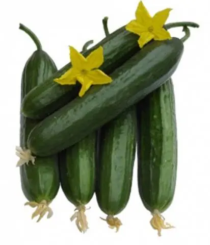 Varieties of long-fruited cucumbers