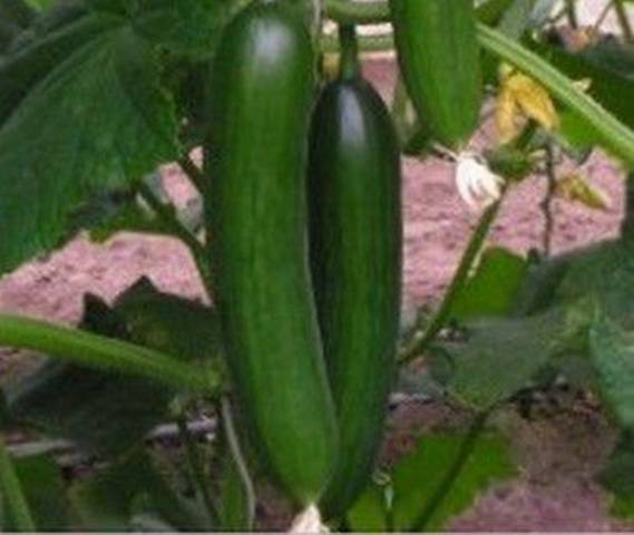 Varieties of long-fruited cucumbers