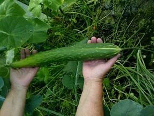 Varieties of long-fruited cucumbers