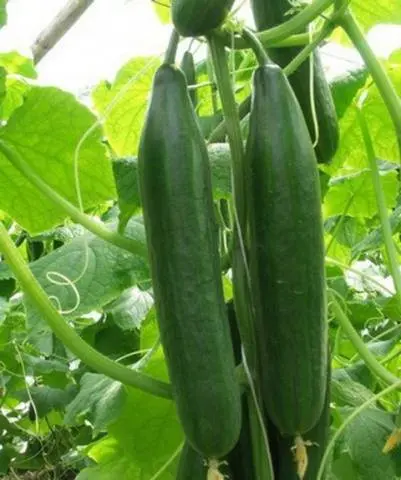 Varieties of long-fruited cucumbers