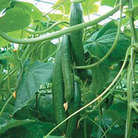 Varieties of long-fruited cucumbers