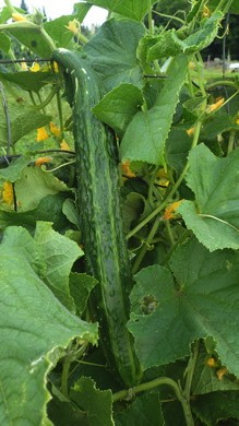 Varieties of long-fruited cucumbers