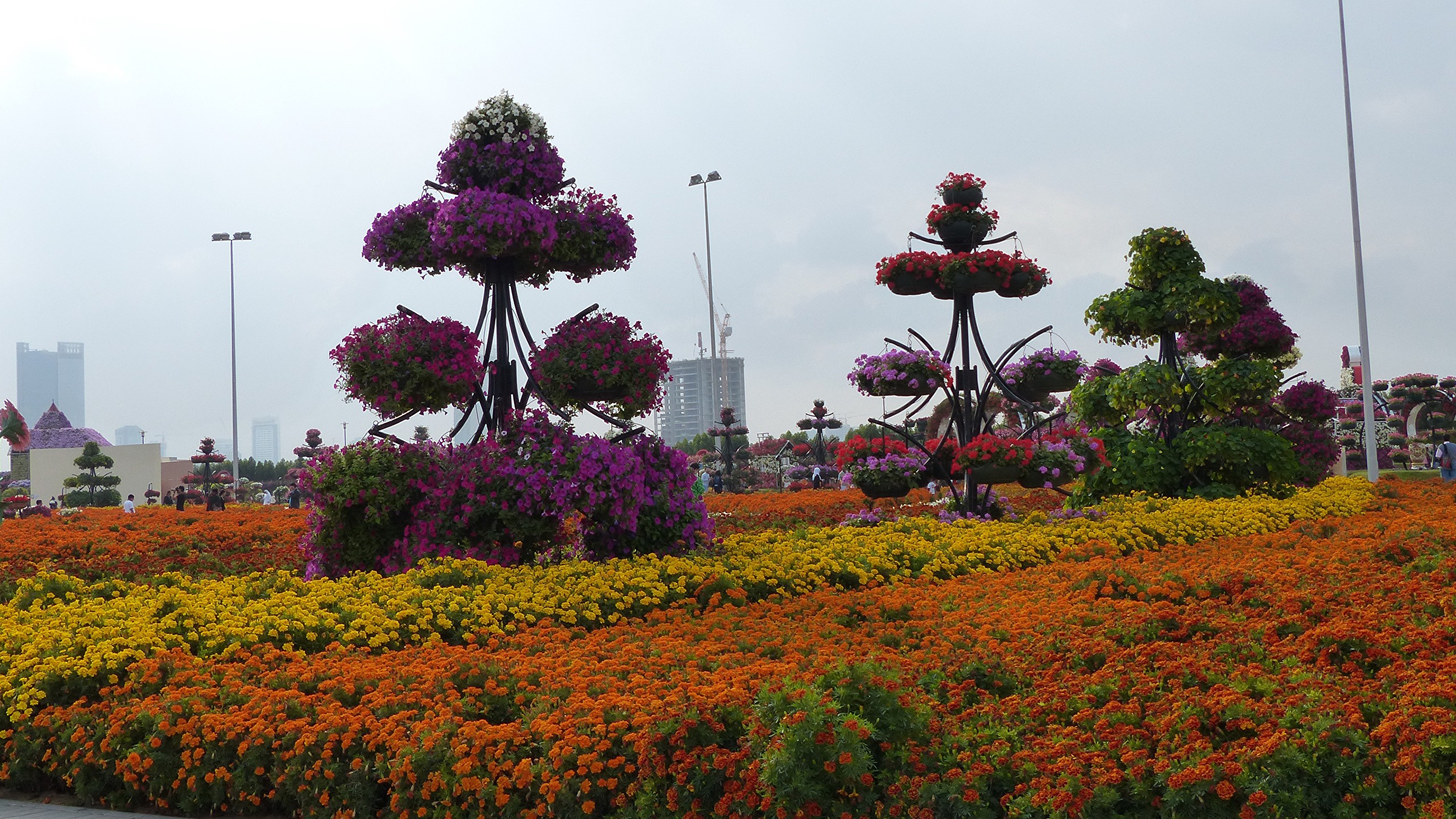 Varieties of marigolds: rejected, small-flowered, dwarf, tall, varieties of flowers with descriptions and photographs